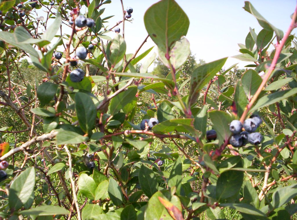 Cueillette de la Myrtille "Blueberry" à Chardeneux