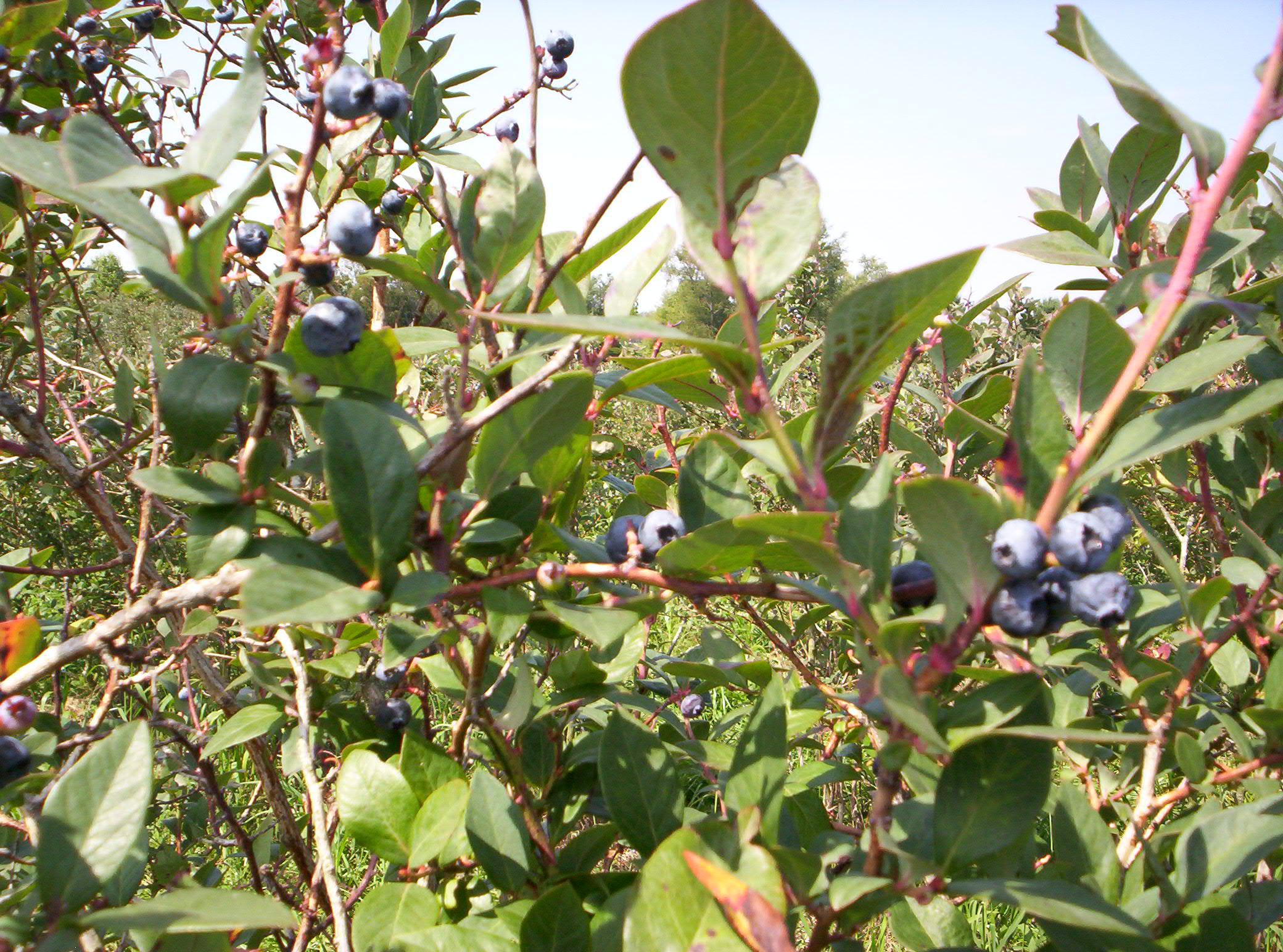 05 COND CHARDENEUX Ceuillette blueberry (4)