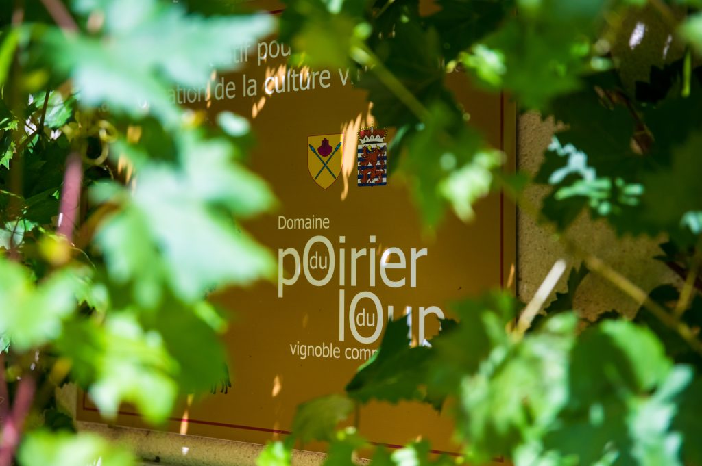 Vignoble du Poirier du Loup à Torgny
