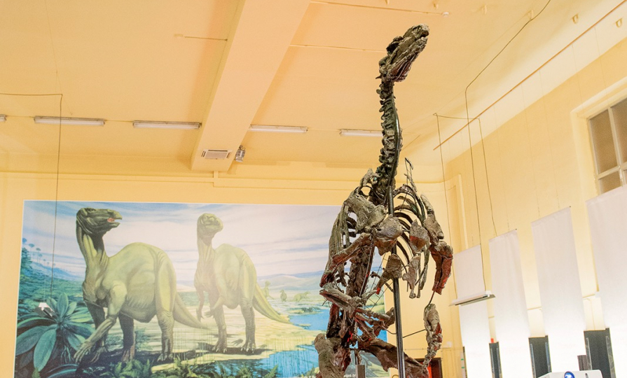 Musée iguanodon Bernissart C Visitwapi